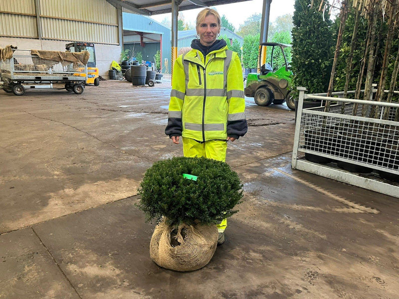 Yew Dome 60-70cm Wide