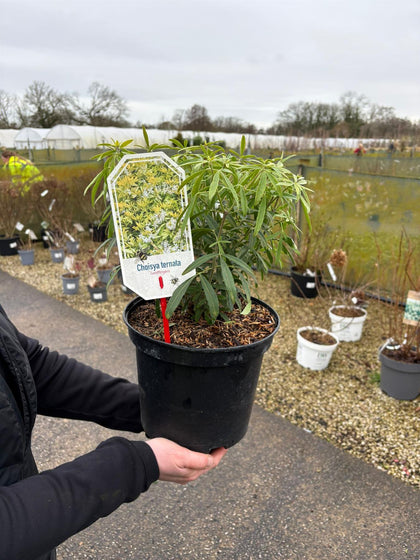 Choisya Ternata Goldfingers 5 Litre Pot