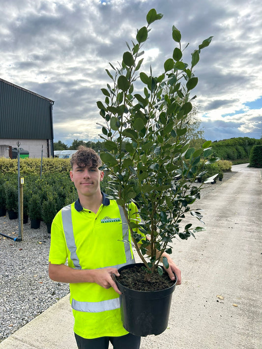Griselinia Green Horizon 10 Litre Pot 110-120cm