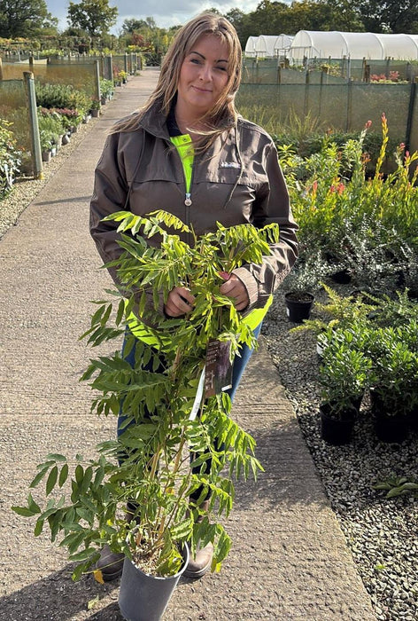 Wisteria Floribunda Rosea 4 Litre Pot