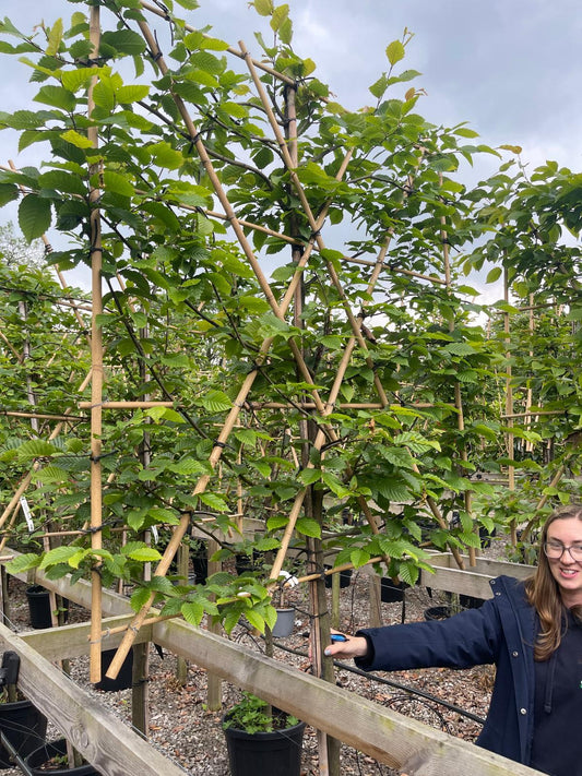 Carpinus B. Pleached 10/12cm Girth Trunk At 120cm Frame 150cm Wide And 120cm Tall