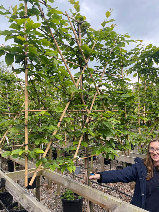 Carpinus B. Pleached 10/12cm G, 120cm St, 120cm H x 150cm W Rootballed
