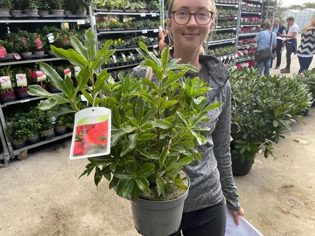 Azalea Knaphill Nabucco 3 Litre Pot