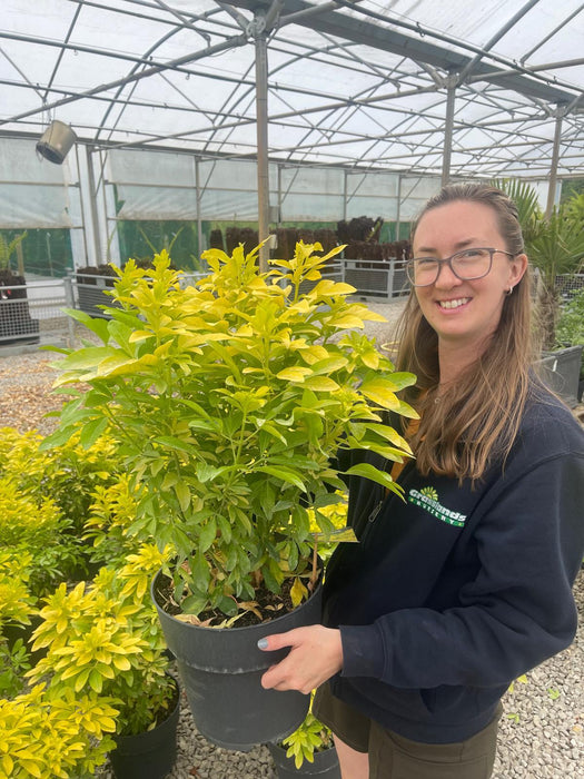 Choisya Ternata Sundance 10 Litre Pot