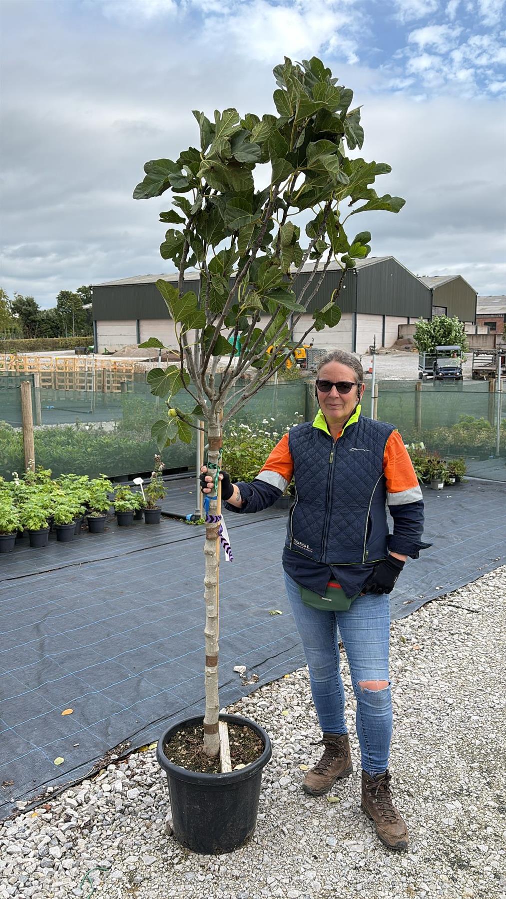 Ficus Carica 25 Litre Pot Half Standard