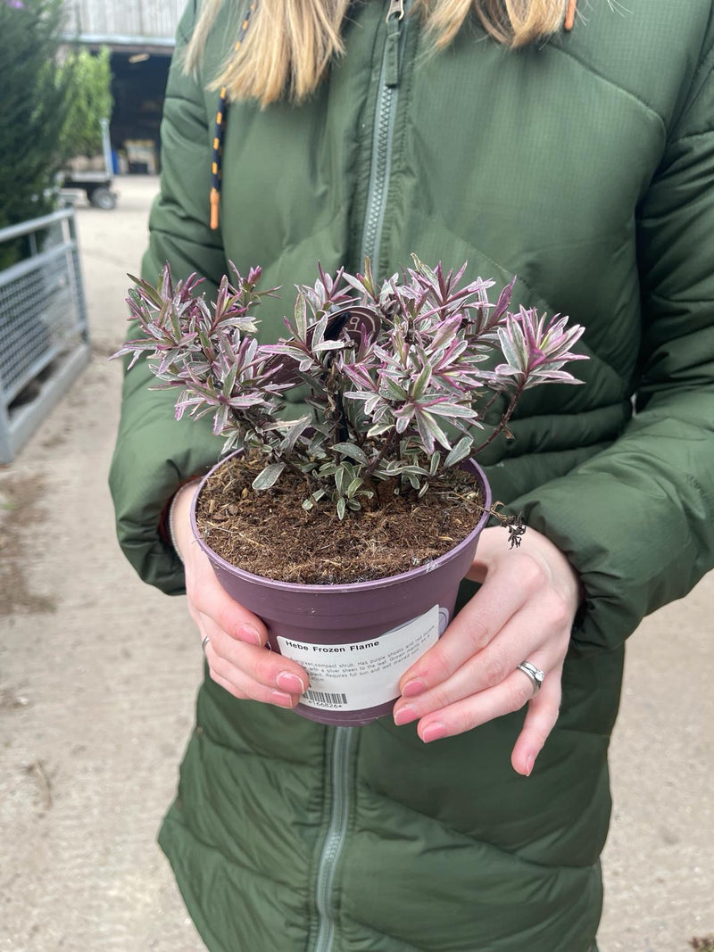 Hebe Frozen Flame 13cm Pot — Grasslands Nursery