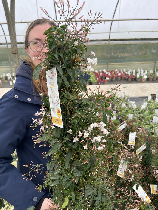 Jasmine Polyanthum Pyramid 2 Litre Pot