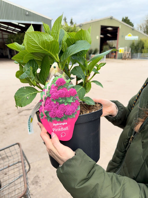 Hydrangea Macrophylla Pink 5 Litre Pot