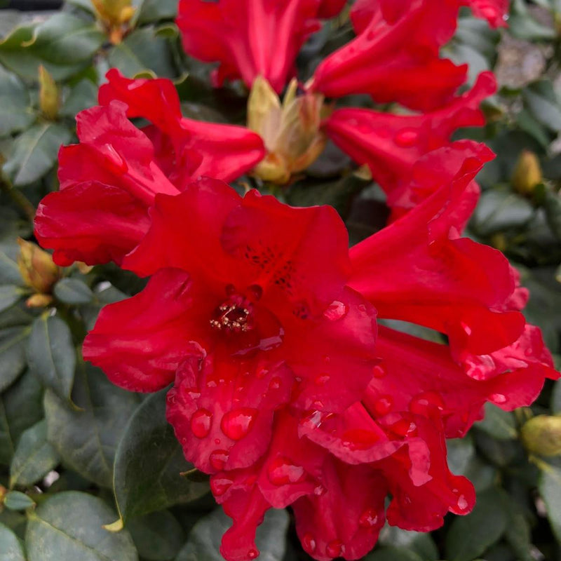 Rhododendron Baden Baden 20 Litre Pot