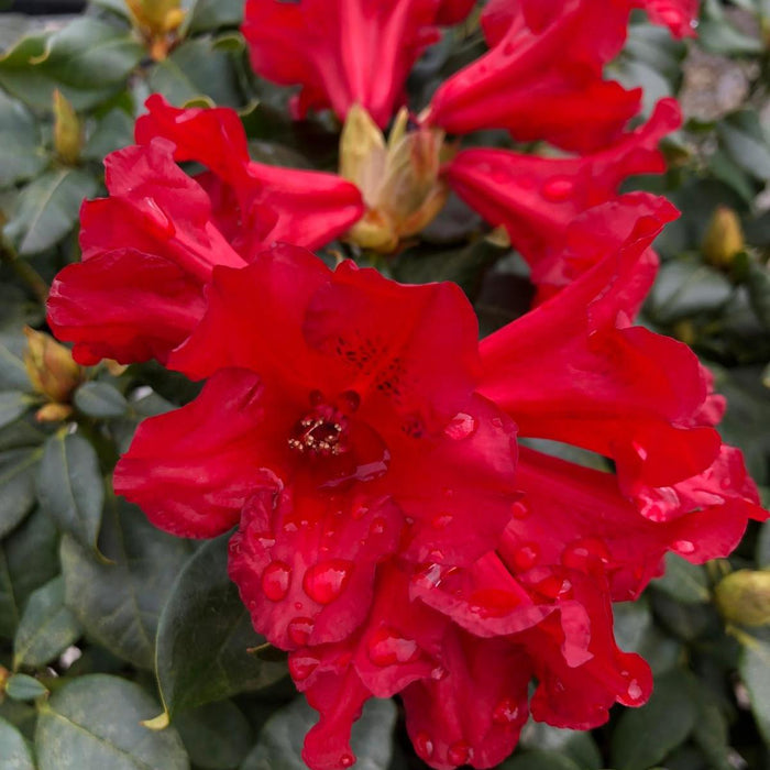 Rhododendron Baden Baden 20 Litre Pot