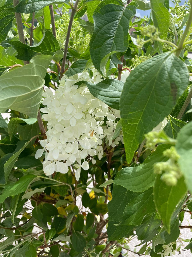 Hydrangea paniculata Phantom 20 Litre Pot 125/150cm