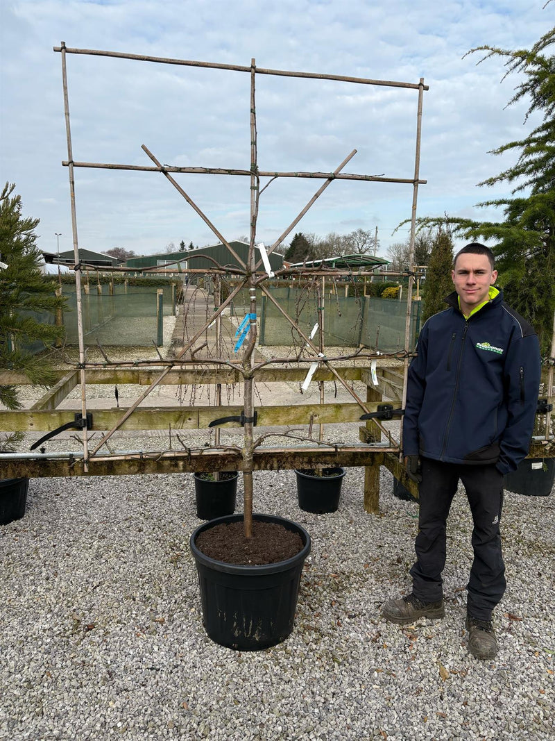 Plum Victoria  Espalier Pleached, 150cm Wide, 180cm Tall. 5 Tiers