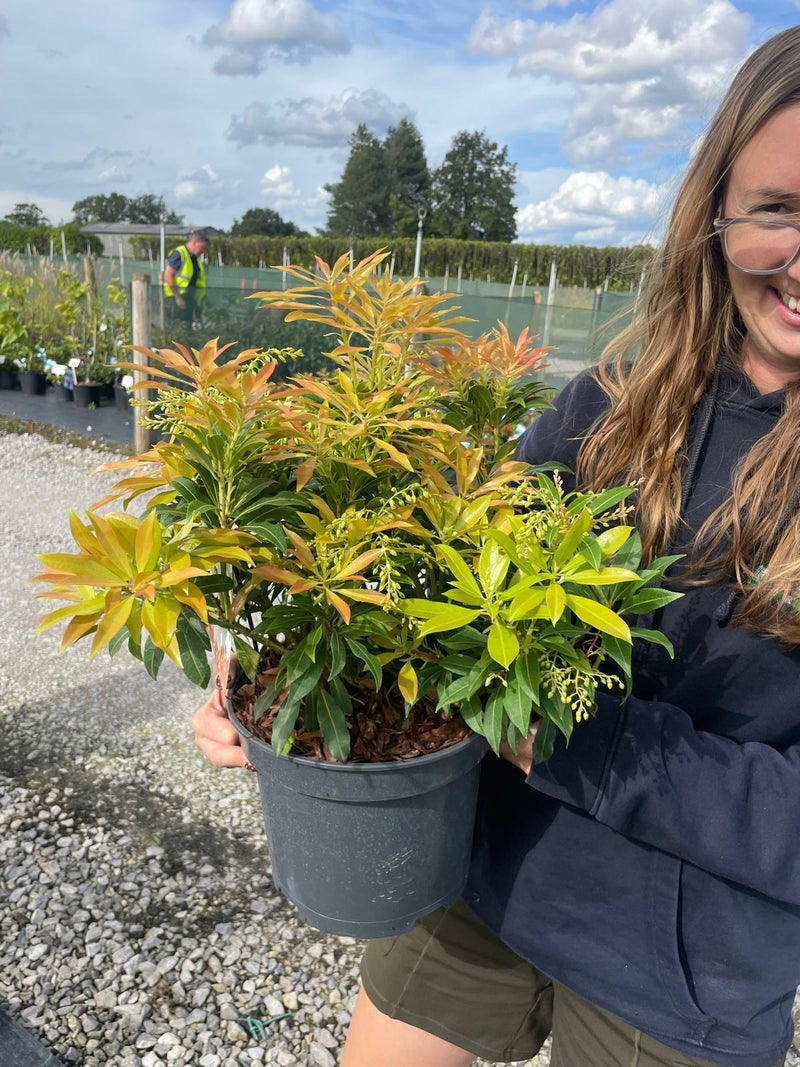 Pieris Japonica Forest Flame 5 Litre Pot