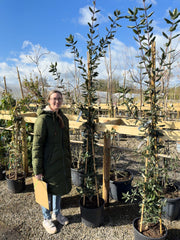 Garrya Elliptica James Roof 20 Litre Pot 150-175cm Tall