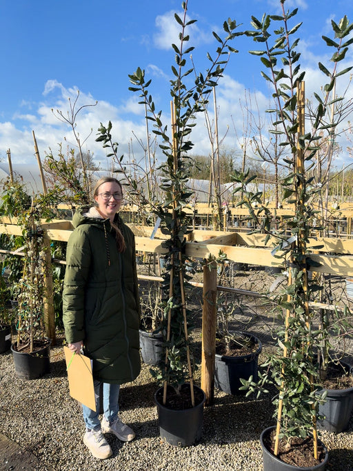 Garrya Elliptica James Roof 20 Litre Pot 150-175cm Tall