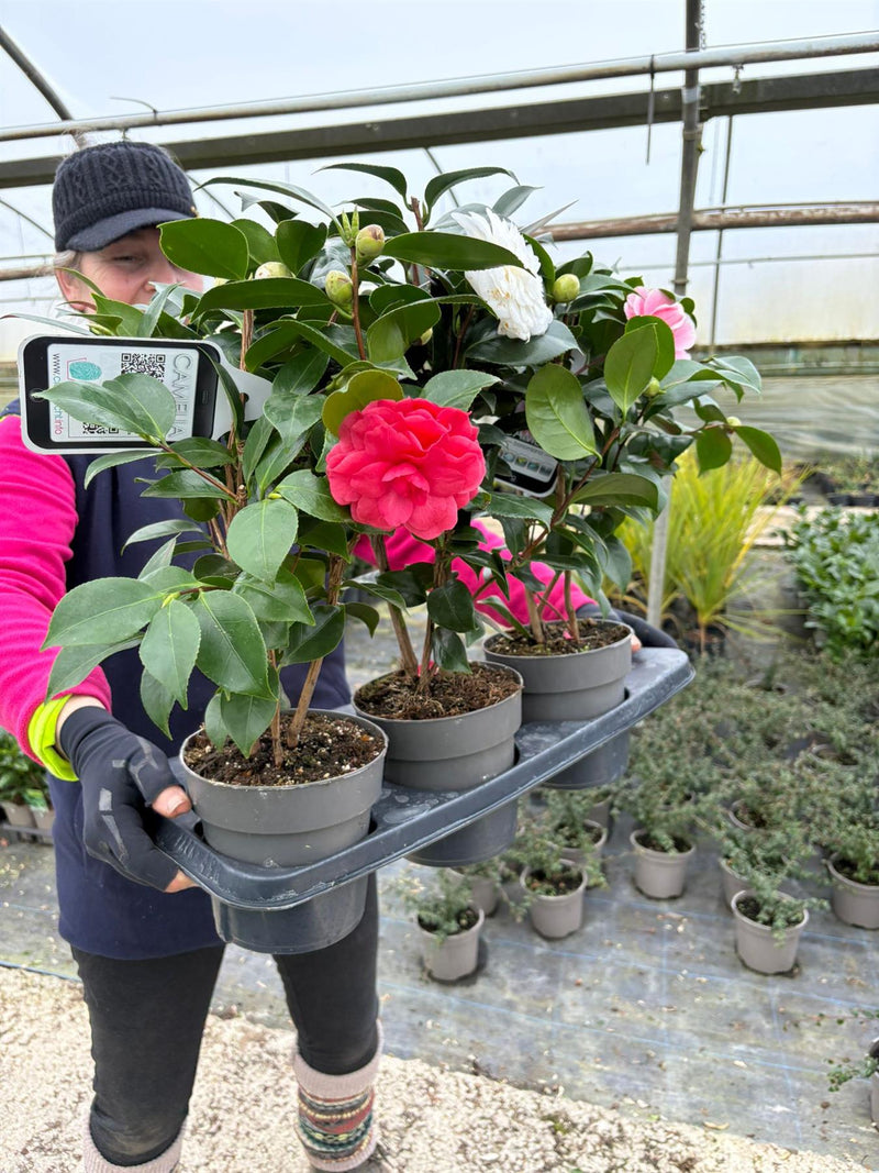 Camellia Japonica Mix 1.5 Litre x 3 Multi Buy (Online Internet Offer Only)