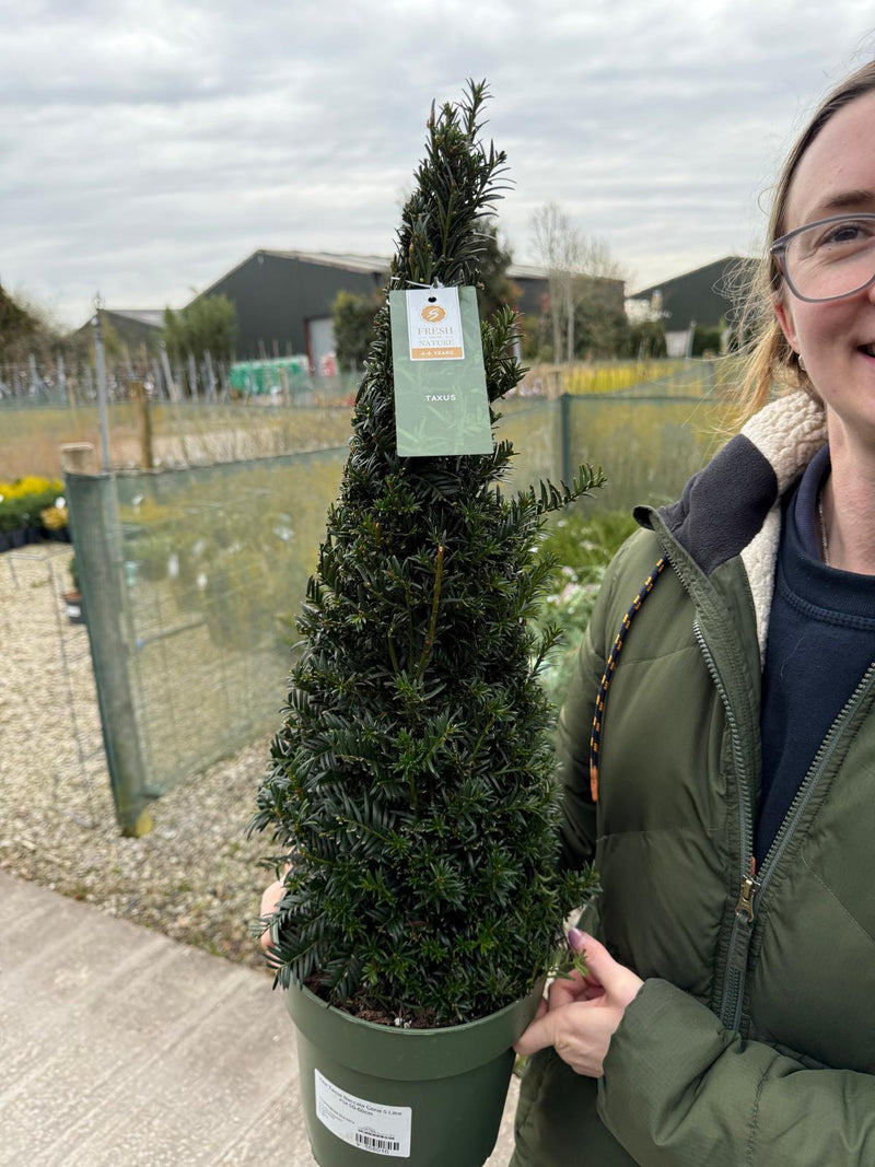 Yew Taxus Baccata Cone 7.5 Litre Pot 50-60cm