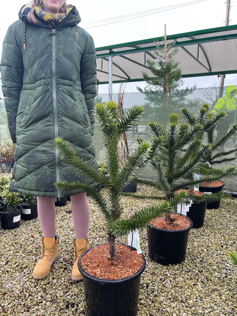 Araucaria Araucana 15 Litre Pot 60-70cm