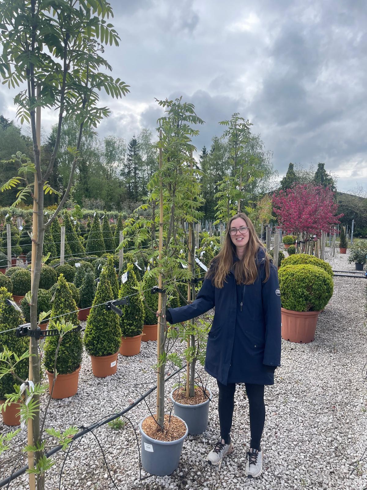 Sorbus Aucu. Fastigiata 15 Litre Pot