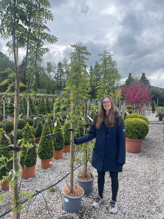 Sorbus Aucu. Fastigiata 15 Litre Pot