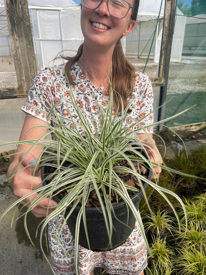 Carex morrowii Everglow 1.5 Litre Pot