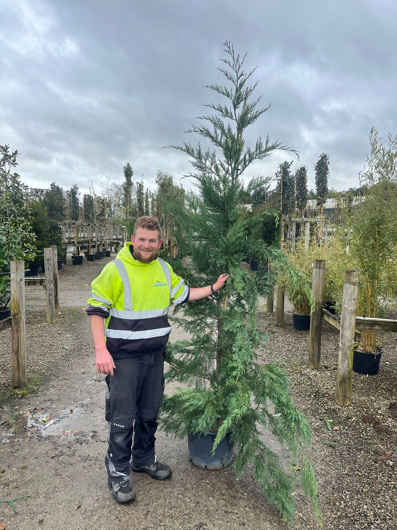 Leylandii Hedging 175/200 30 Litre Pot