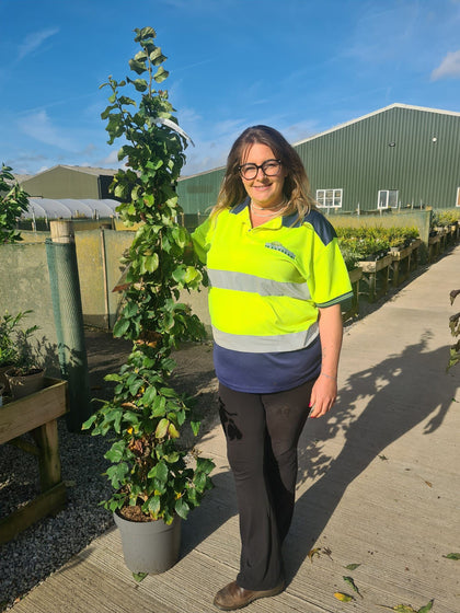 Parrotia Persica 12 Litre Pot 100/125cm