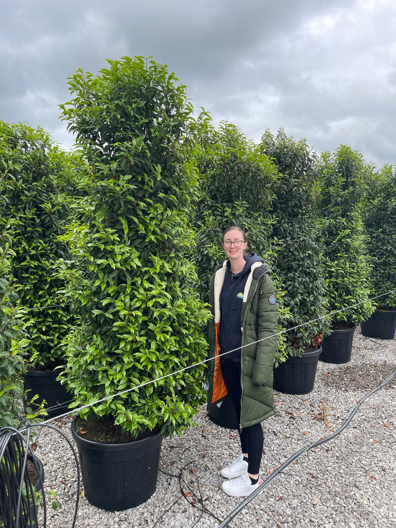 Portuguese Laurel Instant Hedging 240cm 110 Litre Pot Grown