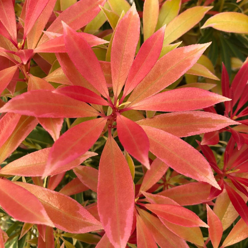 Pieris Japonica Flaming Silver 10 Litre Pot