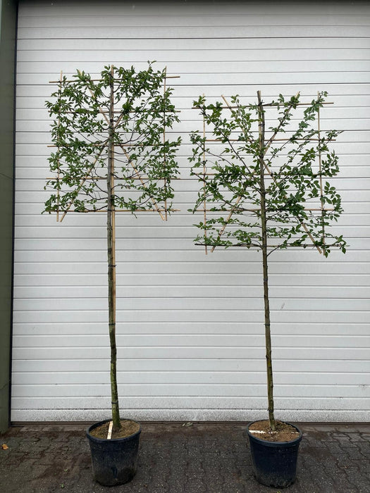 Carpinus B. Pleached Std 8/10cm Girth, 180cm Stem, 140cm H x 120cm W Frame