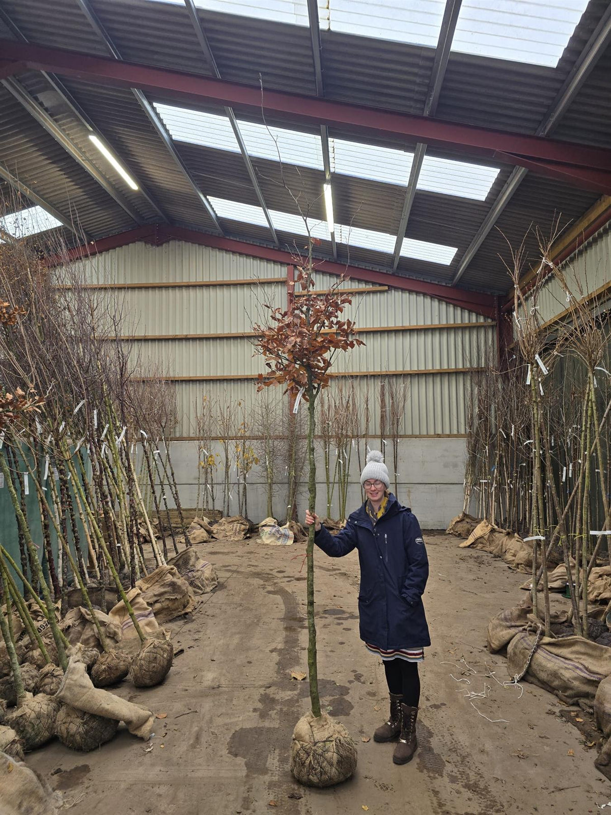 Fagus Sylvatica Atropunicea 10/12cm Girth Standard Root Ball Delivery November Onwards