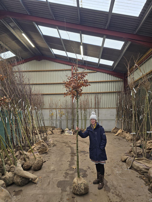 Fagus Sylvatica Atropunicea 10/12cm Girth Std Root Ball
