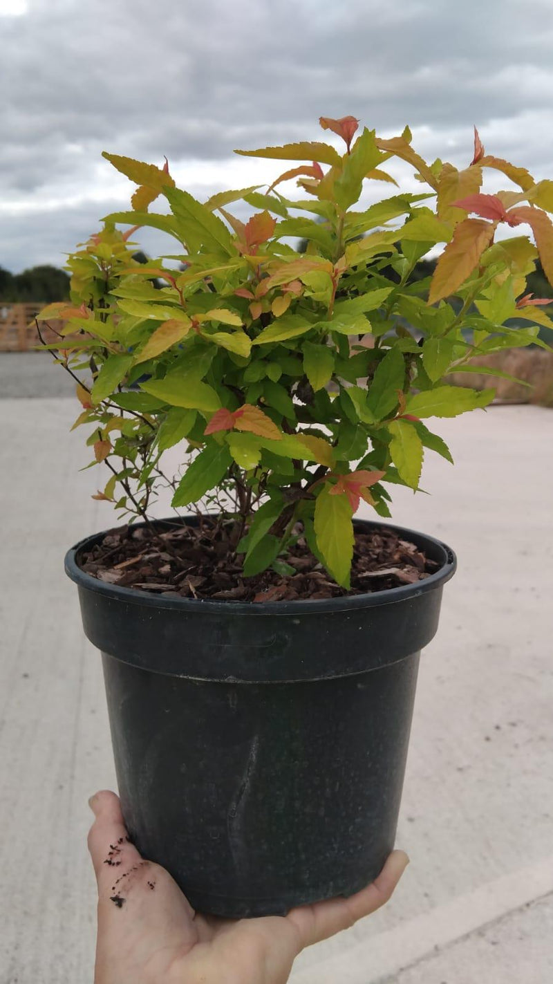 Spiraea Jap. Gold Flame 3 Litre Pot
