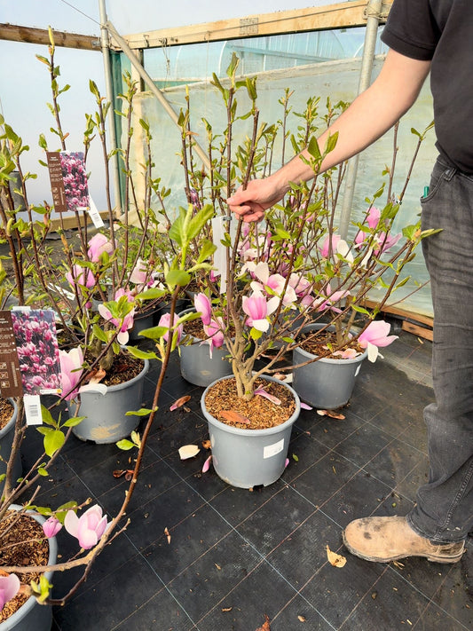 Magnolia soulangeana Andre Leroy 15 Litre Pot