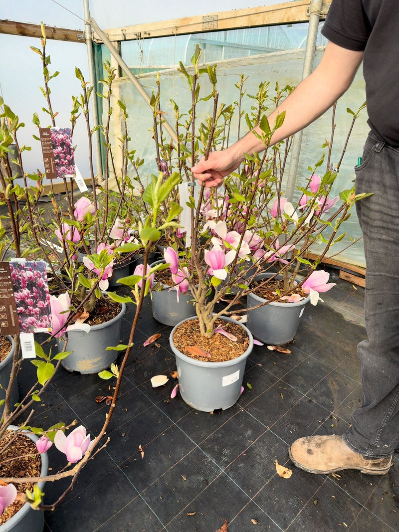Magnolia soulangeana Andre Leroy 15 Litre Pot