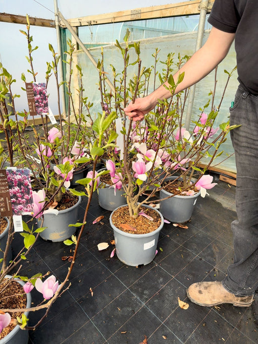 Magnolia soulangeana Andre Leroy 15 Litre Pot
