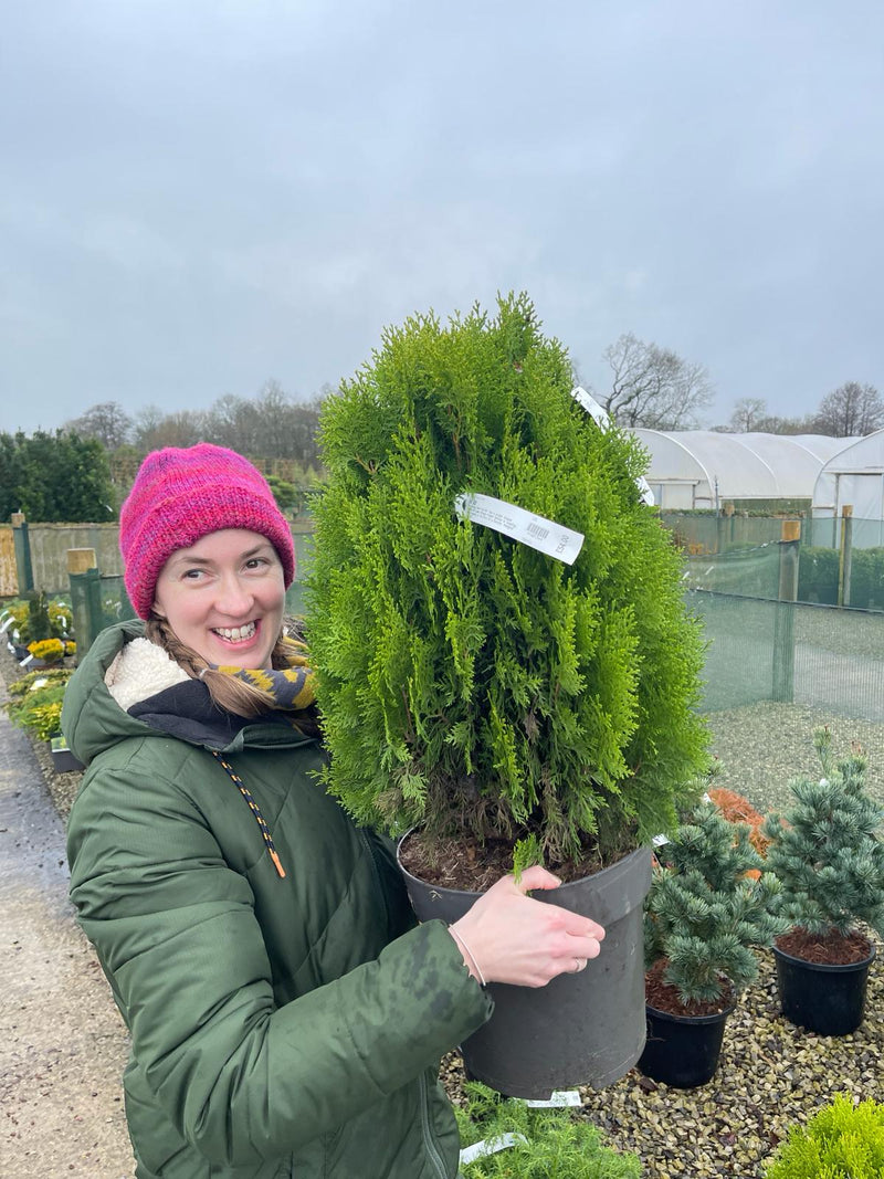 Thuja Occ. Aurea Nana 7.5 Litre Pot