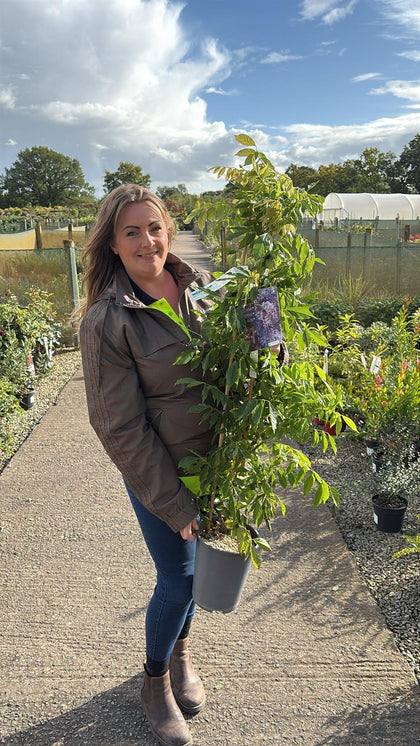 Wisteria Sinensis 4 Litre Pot