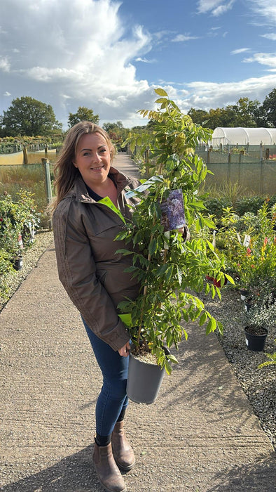 Wisteria Sinensis 4 Litre Pot