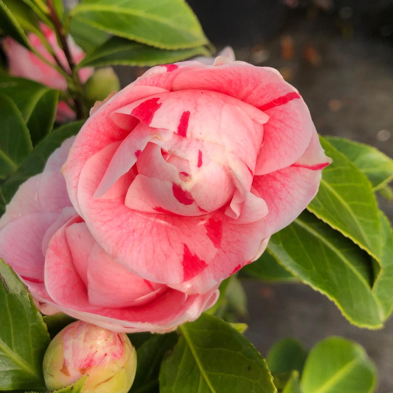 Camellia Jap. Bonomiana 7 Litre Pot