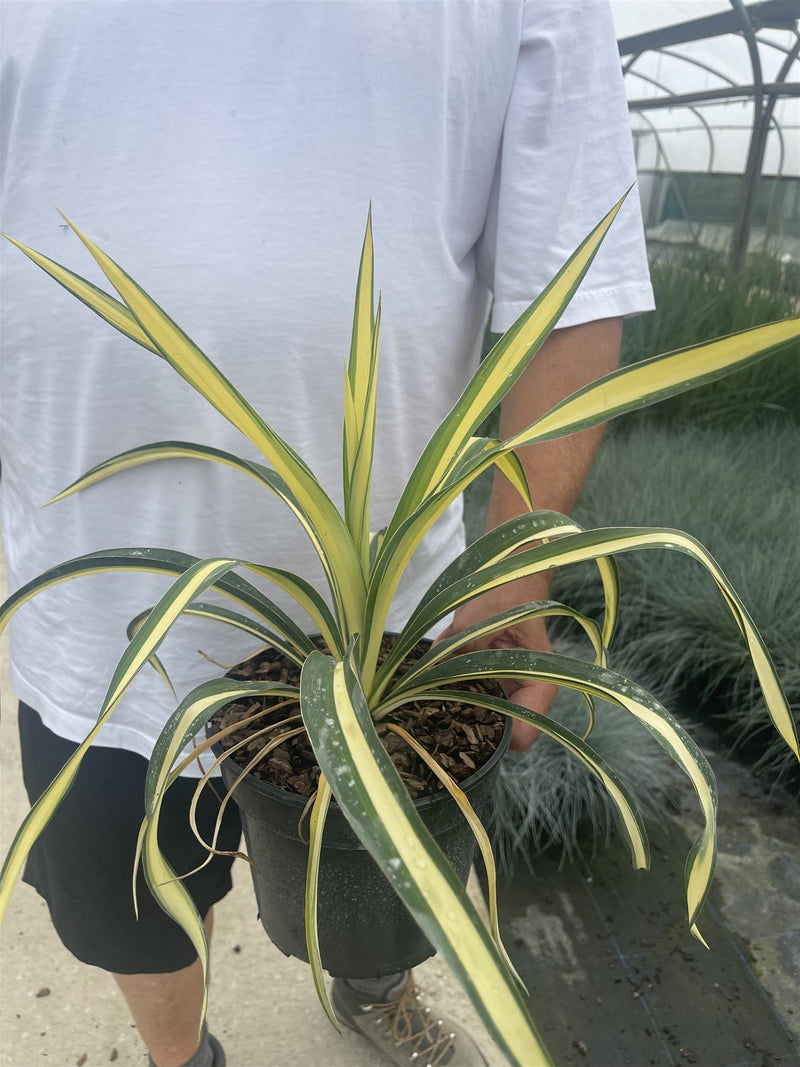 Yucca Filamentosa Colour Guard 5 Litre Pot