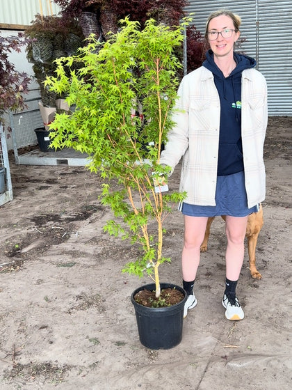 Acer Palmatum Bi-Hoo 15 Litre Pot