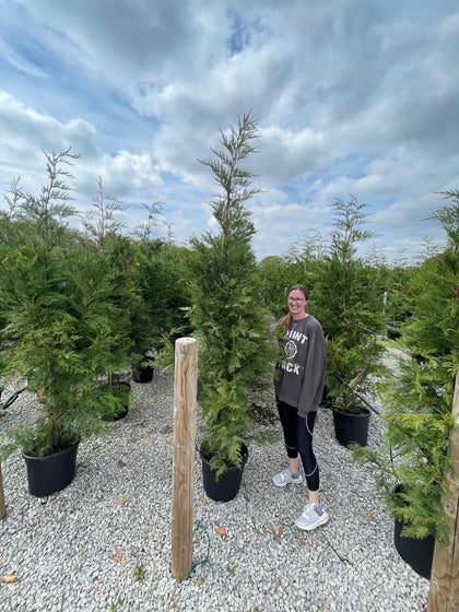 Leylandii Hedging 30 Litre Pot 220/240cm