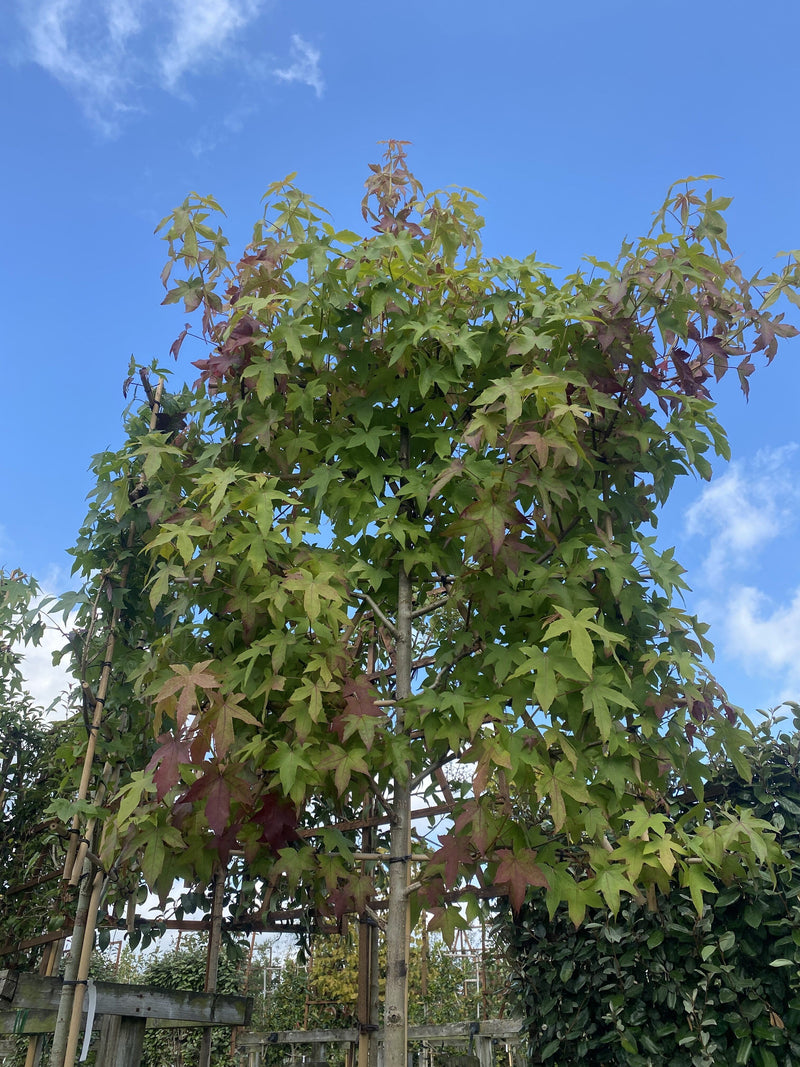 Liquidambar Styraciflua Pleached 180 Stem With 120cm x 120cm Frame Above