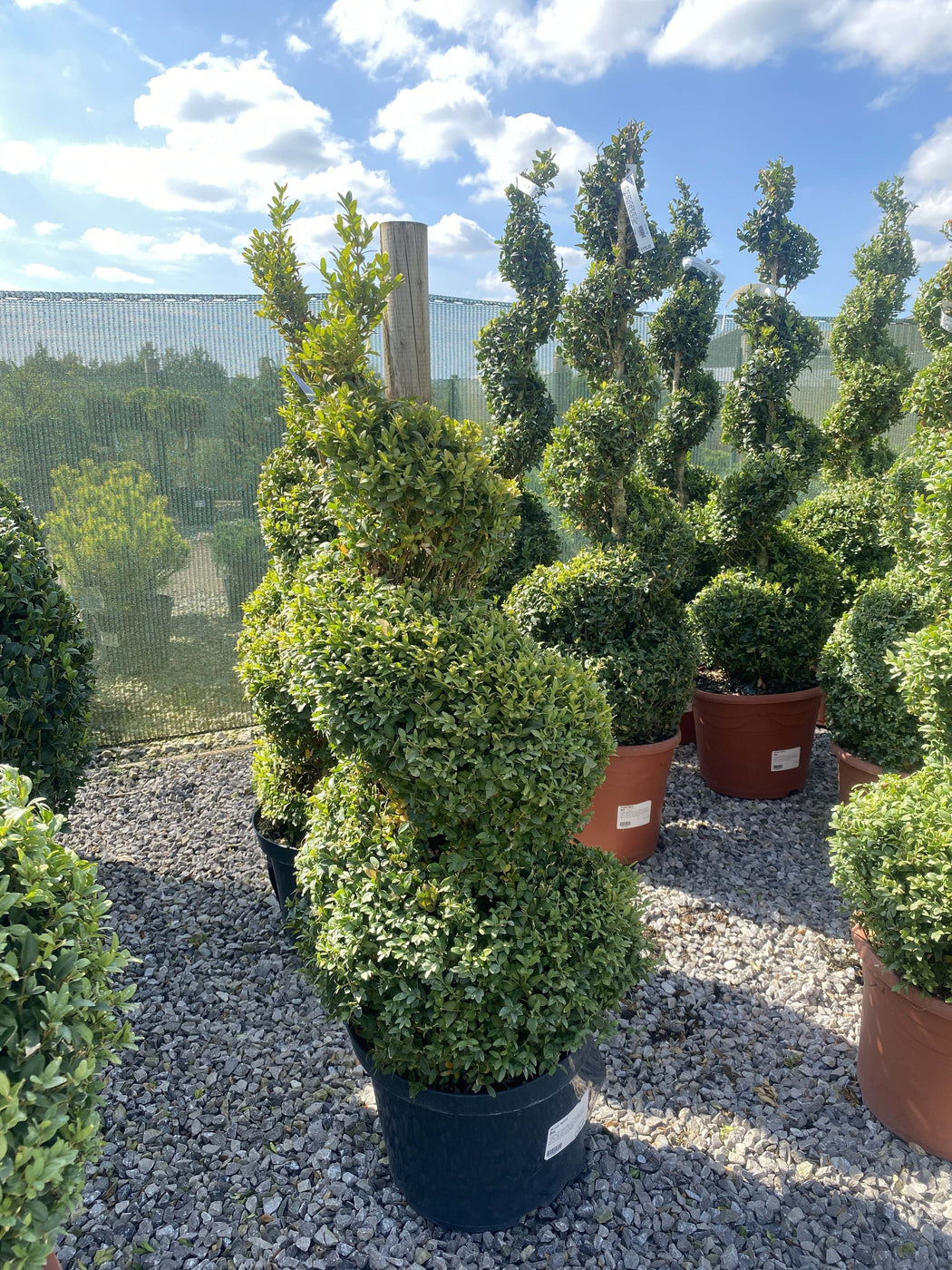 Buxus Or Box Spiral 10 Litre Pot 90-100cm — Grasslands Nursery