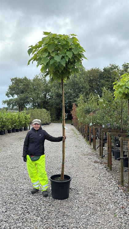 Catalpa Bignionoides Nana Trunk 10-12cm Girth 210/220cm