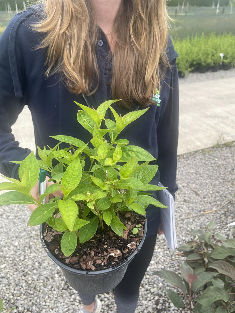Hydrangea Serrata Bluebird 3 Litre Pot