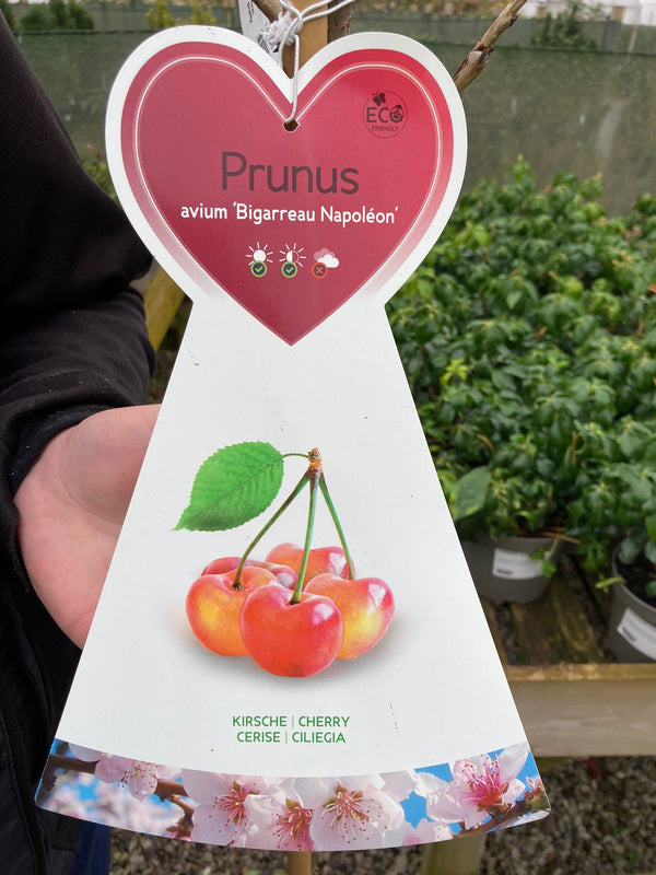 Cherry Napoleon 15 Litre Pot Half Standard