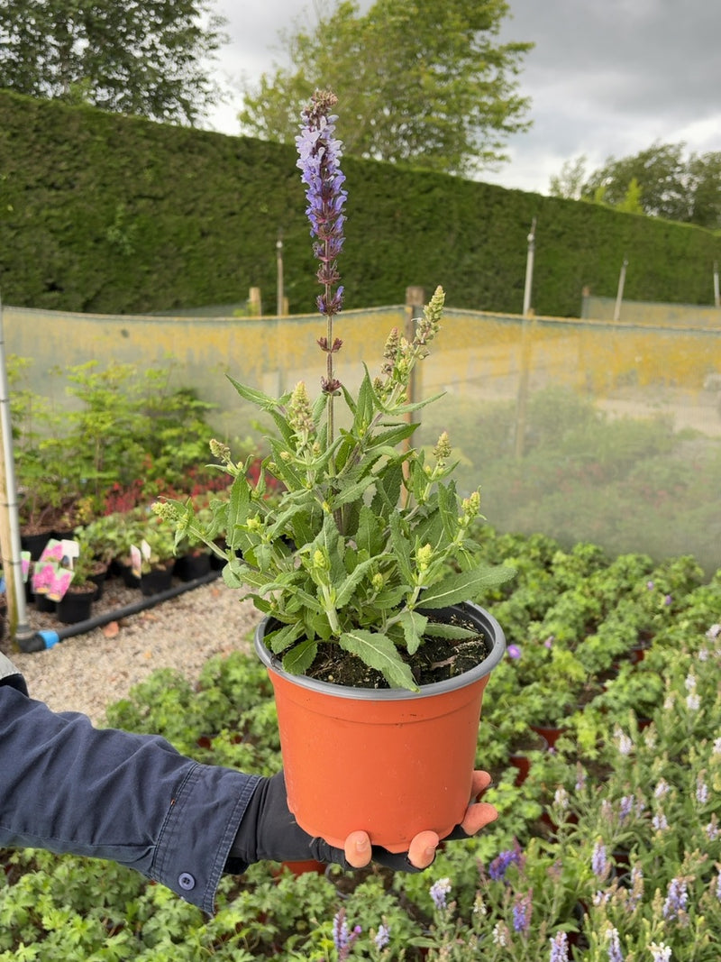 Salvia ner. Caradonna 2 Litre Pot