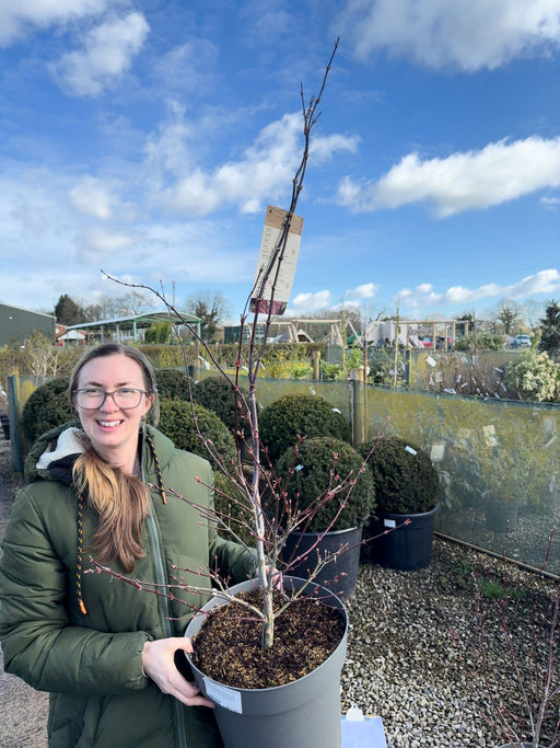 Acer palmatum Atropurpurea 12 Litre Pot 100/125cm Tall